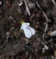 Stylidium perpusillum