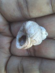 Euchelus asper