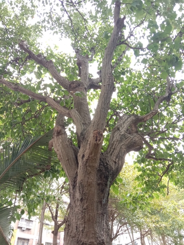 Erythrina variegata