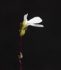 Stylidium perpusillum