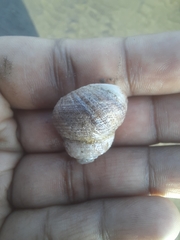 Euchelus asper