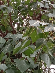 Erythrina variegata orientalis