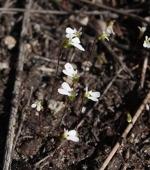 Stylidium perpusillum