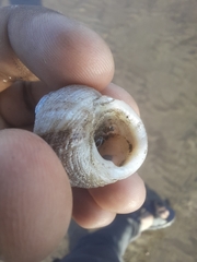 Euchelus asper