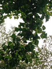 Erythrina variegata orientalis