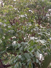 Erythrina variegata orientalis