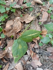 Erythrina variegata orientalis
