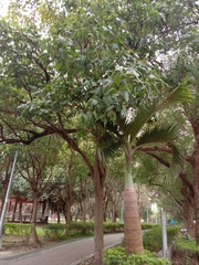 Erythrina variegata orientalis