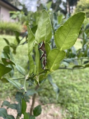 Papilio aegeus aegeus