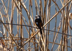 Phoenicurus auroreus