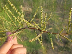 Tamarix austromongolica