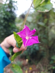 Ipomoea dumosa