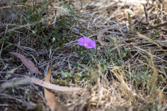 Convolvulus remotus