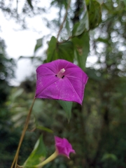 Ipomoea dumosa