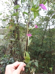 Ipomoea dumosa