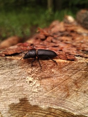 Spondylis buprestoides