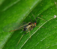 Myzus persicae