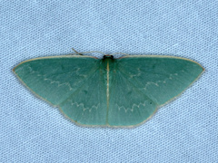 Chlorocoma melocrossa