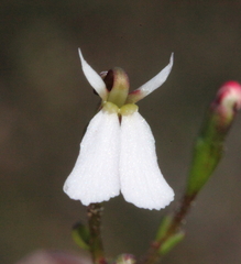 Stylidium obtusatum