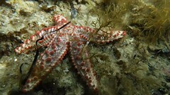 Uniophora granifera
