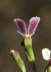 Stylidium obtusatum