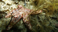 Uniophora granifera