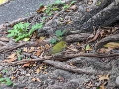 Zosterops simplex simplex