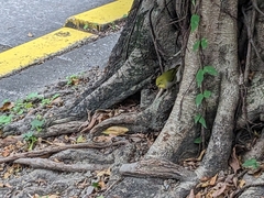 Zosterops simplex simplex