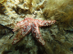 Uniophora granifera