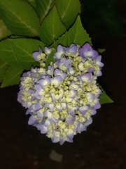 Hydrangea macrophylla