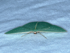 Chlorocoma melocrossa