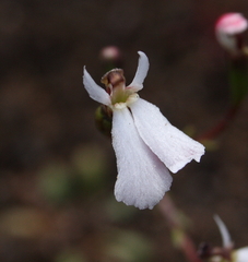Stylidium obtusatum
