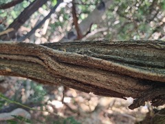 Grewia flavescens