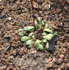 Stylidium obtusatum
