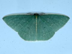 Chlorocoma melocrossa