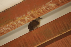 Campylorhynchus griseus