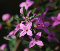 Boronia ledifolia