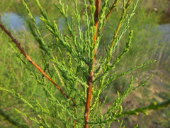 Tamarix austromongolica
