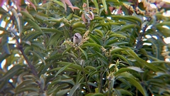 Pycnonotus goiavier
