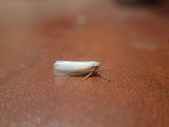 Cofana
