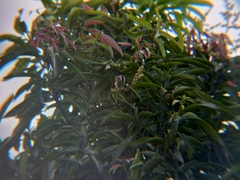 Pycnonotus goiavier