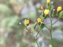 Youngia