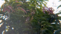 Pycnonotus goiavier
