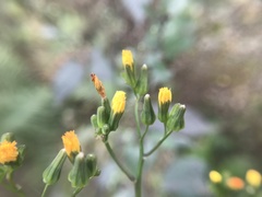 Youngia