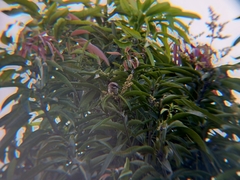 Pycnonotus goiavier