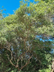 Olea europaea cuspidata