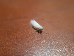 Cofana