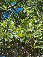 Olea europaea cuspidata