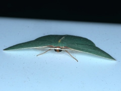 Chlorocoma melocrossa