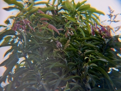 Pycnonotus goiavier